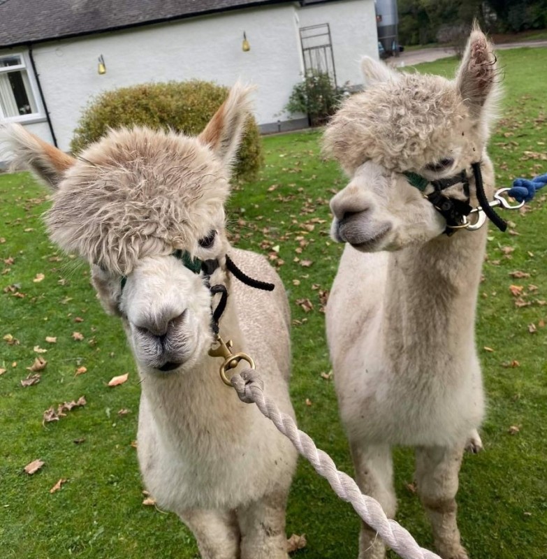 Claireville Alpacas