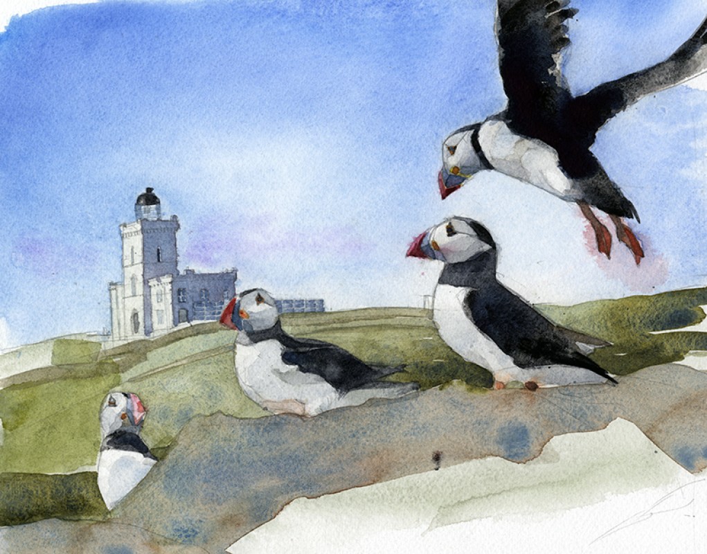 Isle of May National Nature Reserve