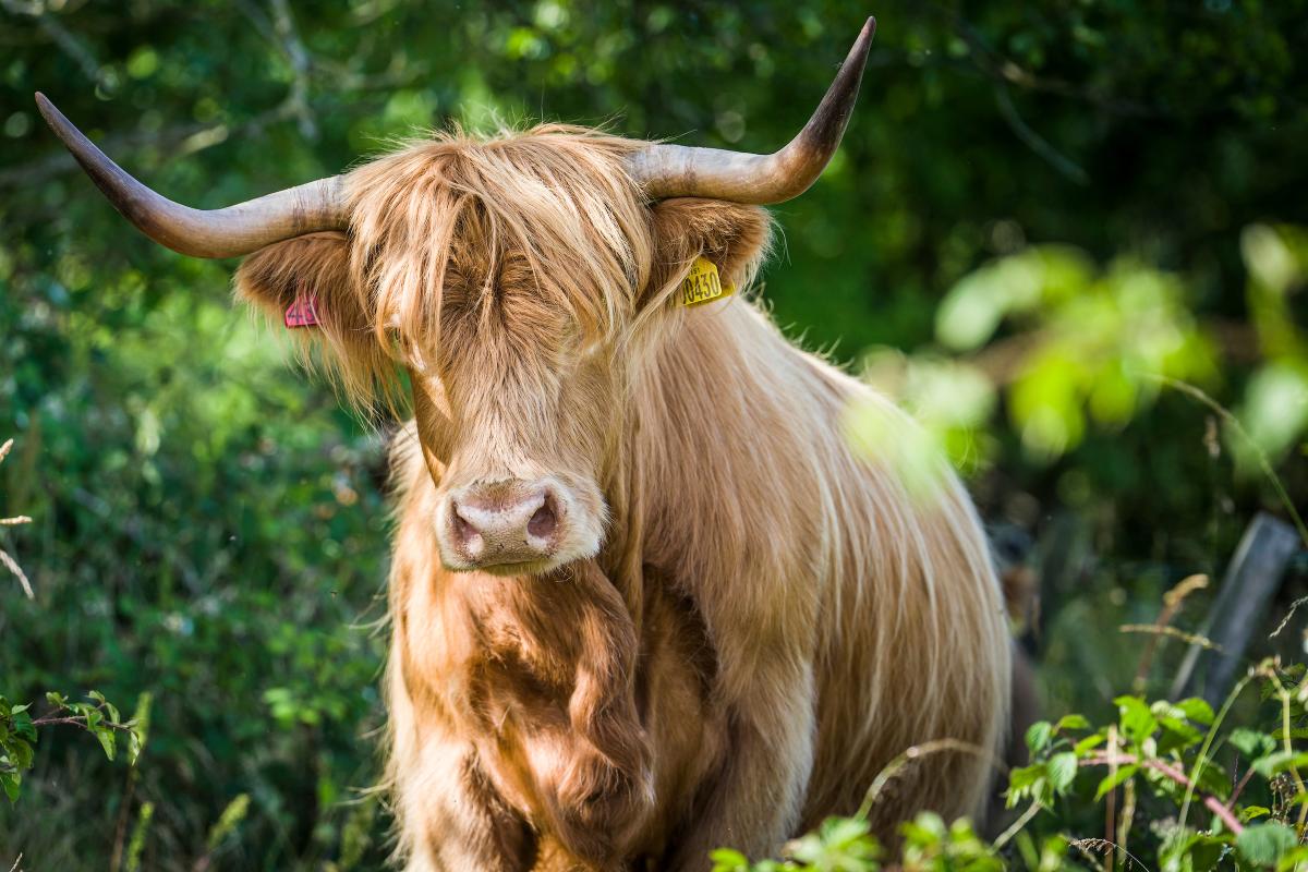 Balgownie Mains Farm Tours