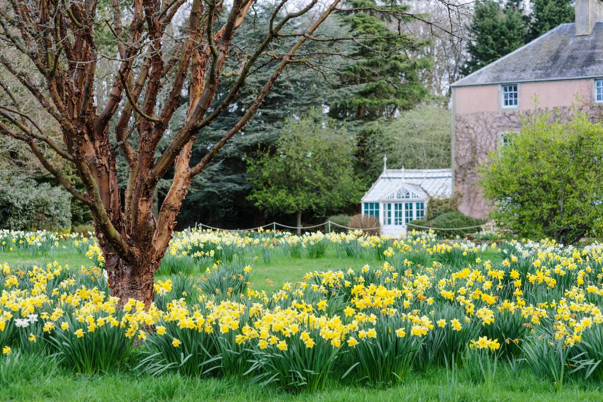 Backhouse Rossie daffodils