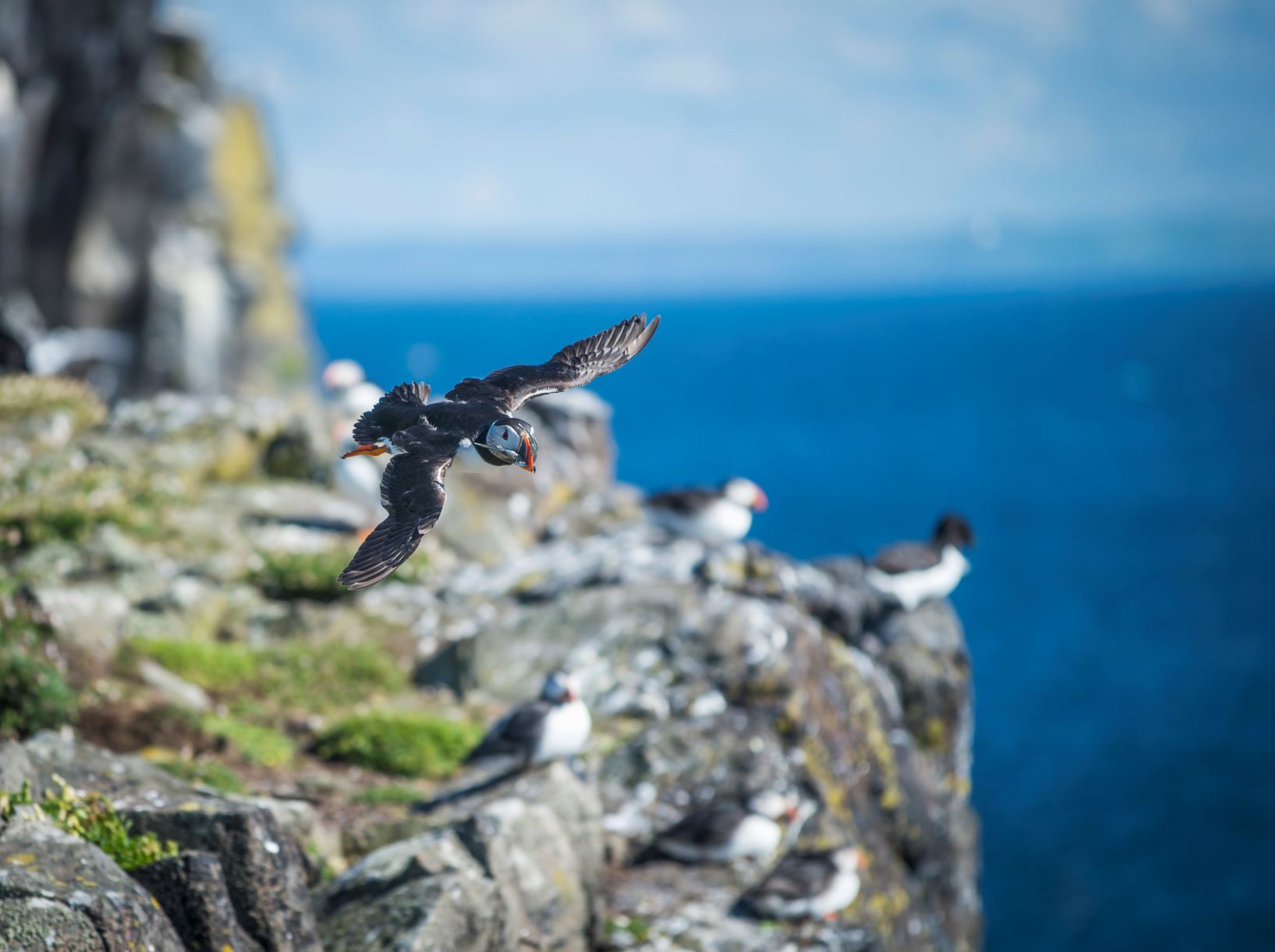 puffins